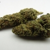 maui-wowie-strain-review-01