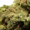 maui-wowie-strain-review-17