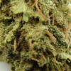 maui-wowie-strain-review-23