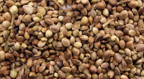 Marijuana Seed Storage Tips