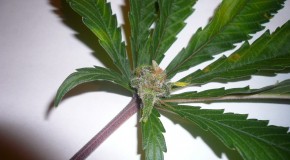 Is She the One? Growing Mystery Marijuana Seeds