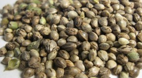 Scuffing Marijuana Seeds