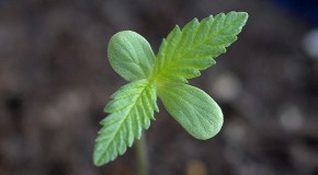 How to Germinate Marijuana Seeds