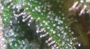 Identifying When To Harvest Marijuana