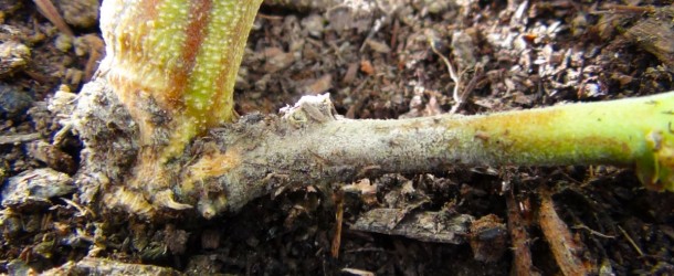 Preventing and Treating Bud Rot – Botrytis