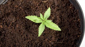 Soils for Growing Marijuana Seedlings