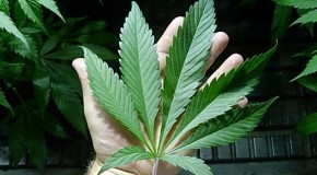 Removing Cannabis Leaves to Maximize Light