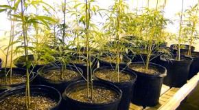 Pruning Marijuana: Slugger’s Grow Room