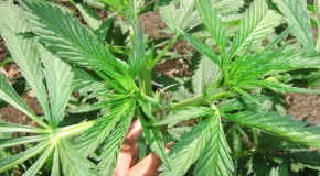 7 Problems with Tall Marijuana Plants