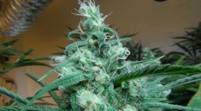 Slugger’s Grow Room: Blue Dream Harvest