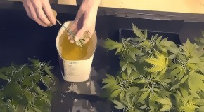 Dipping