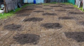 Plans For A Large Medical Garden