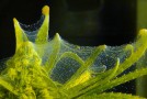 Spider Mite Control in Marijuana Gardens
