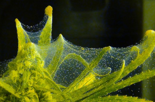 #htmlcaption_1113 Spider Mite Control in Marijuana Gardens
