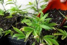 Transplanting Clones and Seedlings