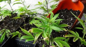Transplanting Clones and Seedlings