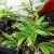 Transplanting Clones and Seedlings