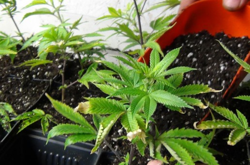#htmlcaption_1013 Transplanting Clones and Seedlings