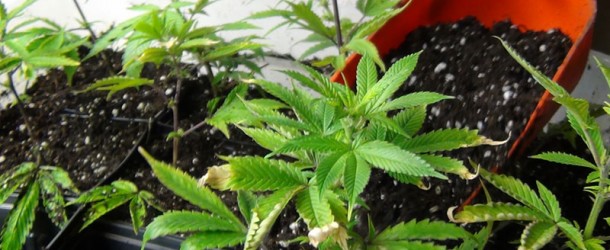 Transplanting Clones and Seedlings