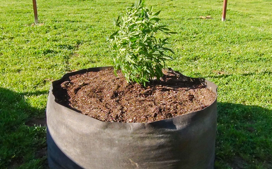 Marijuana Growers HQ Smart Pots A Smart way to Grow Marijuana Growers HQ