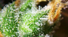 Understanding Cannabinoids