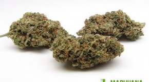 XJ-13