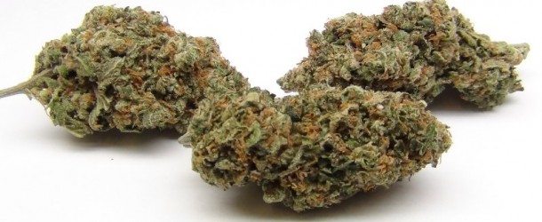 XJ-13