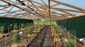 Grow Like a Pro – Big Sluggers Outdoor Cannabis Garden