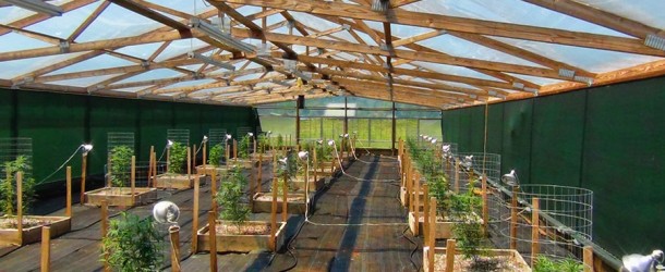 Grow Like a Pro – Big Sluggers Outdoor Cannabis Garden