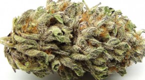 Blackberry Kush