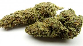 Maui Wowie