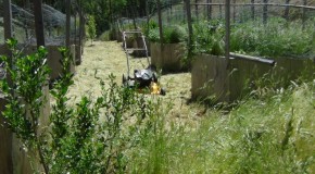Phoenix – Outdoor Garden Resurrection