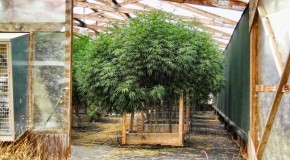 Featured Outdoor Garden Updates