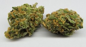 Blue Dream