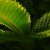 Decarboxylating Cannabis: Turning THCA into THC