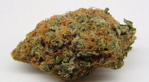 Purple Kush