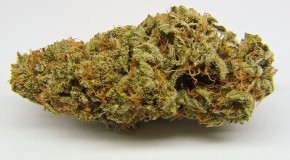 Amnesia Haze
