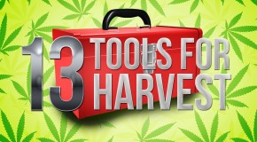 13 Harvest Tools You’ll Feel Lucky to Have