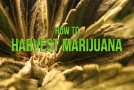 How To Harvest Marijuana