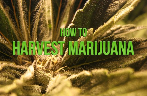 How To Harvest Marijuana