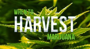 When To Harvest Marijuana