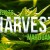 When To Harvest Marijuana