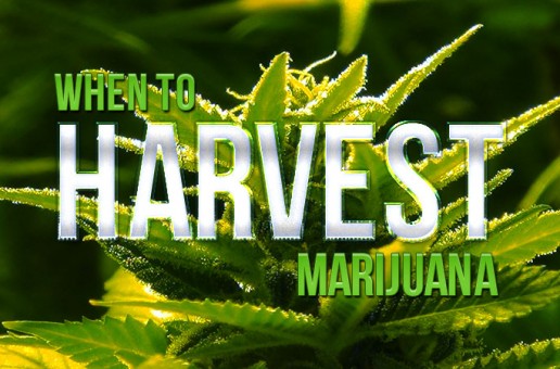 When To Harvest Marijuana