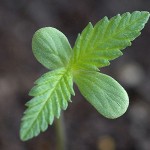 Marijuana-seedling-150x150.jpg
