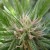 When To Begin Flowering Indoor Cannabis Plants