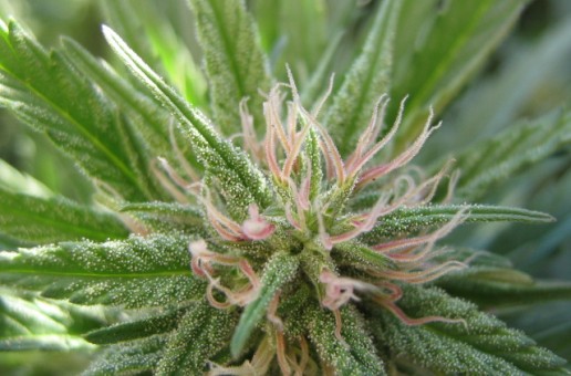 When To Begin Flowering Indoor Cannabis Plants