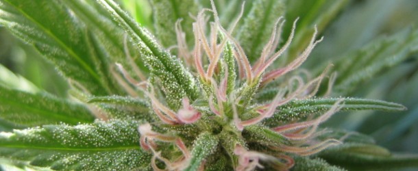 when-to-flower-cannabis-610x250.jpg