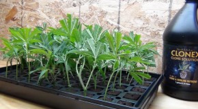 Starting Outdoor Cannabis Plants Early
