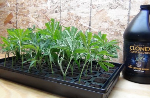 Starting Outdoor Cannabis Plants Early